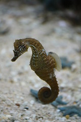 seahorse underwater swimming closeup