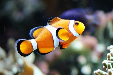 clown fish swimming in a tank by coral from Australia - obrazy, fototapety, plakaty