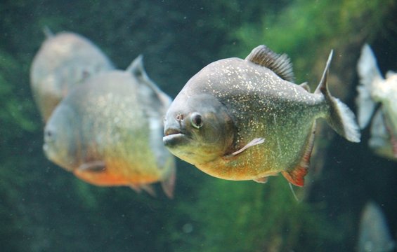 Red-bellied piranha, red pirahna (Pygocentrus nattereri).