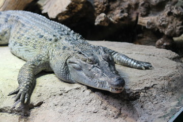 alligator resting on rock in the sun