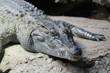 Fototapeta premium alligator resting on rock in the sun