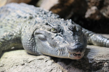 Obraz premium alligator resting on rock in the sun