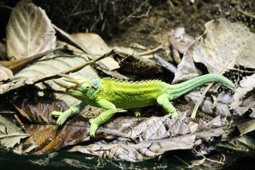 Jacksons Chameleon