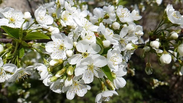 cherry blossom branch background slow motion