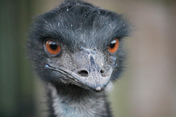 emu close up of head eye orange 