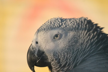 gray parrot - African Grey Parrot