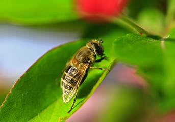 Feed aphid fly, in the wild