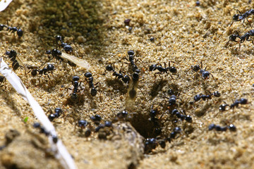 black ants on wood