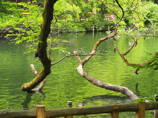 木と池