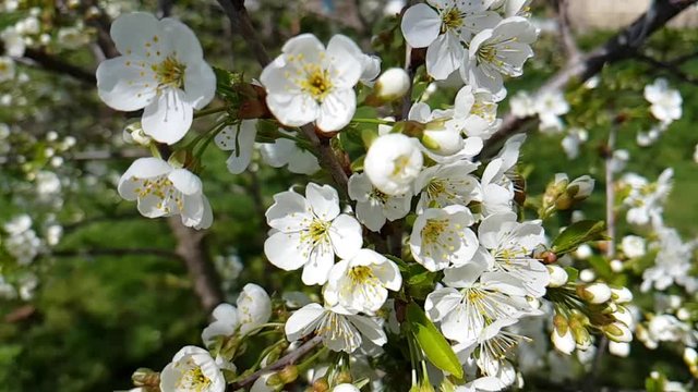 cherry blossom branch background slow motion