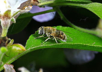 Feed aphid fly, in the wild