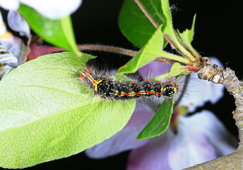 The larva of a butterfly