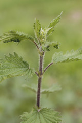 Green fresh nettle plant, Urtica Dioica, in a warm day, on the spring season. Macro shot, shallow depth of field.