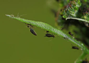 Aphids, close-up