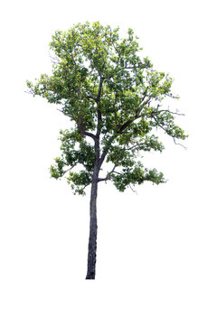 tree "Xylia xylocarpa (Roxb.) Taub." isolated on white background