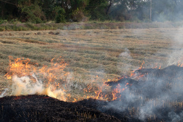 View of burning rice straw in rural rice field.