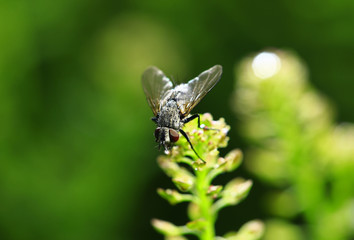 Embalmed, taken in the wild