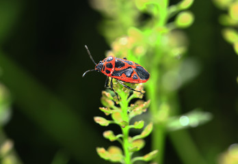 Bugs families and insects
