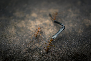 Macro ants with they activities