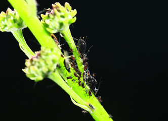 Aphids, close-up