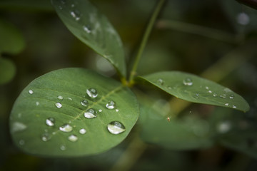Macro water on the leaf