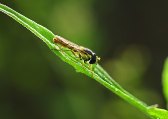 Feed aphid fly, in the wild