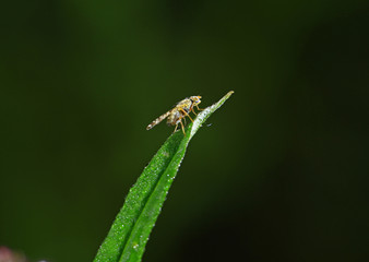 Embalmed, taken in the wild