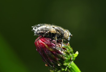 The gadfly, taken in the wild