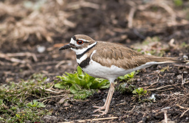 Kildeer  (Charadrius vociferus) in the spring - a shorebird you see without going to the beach