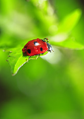 Naklejka premium The beetles, close-up