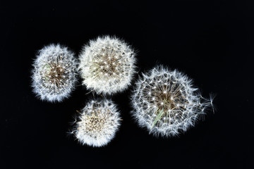 タンポポの綿毛