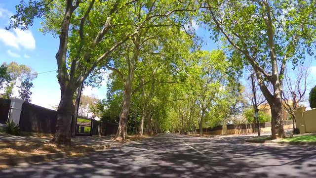 4k Adelaide, South Australia vehicle POV, driving under beautiful tree canopy along scenic Victoria Avenue, Unley Park.
