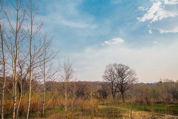 Spring green landscape in the forest against the blue sky with clouds