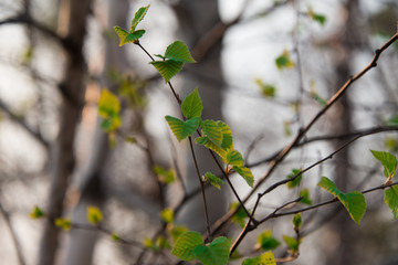 Spring, buds bloom on a tree, nature wakes up, greens