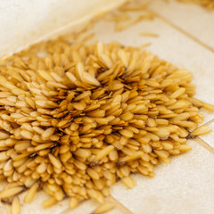 Crowd of alates in mating season before raining time (soft focus at the middle of crowd)