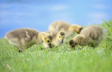 Baby Geese