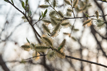 Spring, buds bloom on a tree, nature wakes up, greens