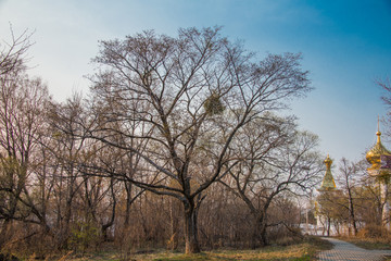 Spring green landscape in the forest against the blue sky with clouds