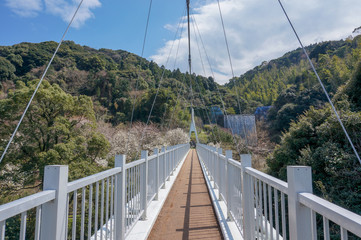 Fototapeta premium 森の中の橋