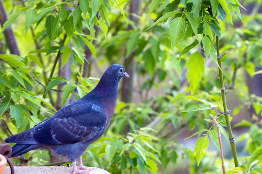 Rock Pigeon on an adobe wall in downtown Santa Fe, New Mexico, USA