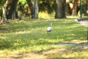 Obraz na płótnie Canvas Ibis bird eatting int the grass