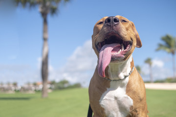 American Staffordshire Terrier with his tongue hanging out. The dog smiles