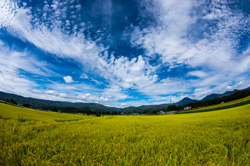 Blue sky above the paddy field