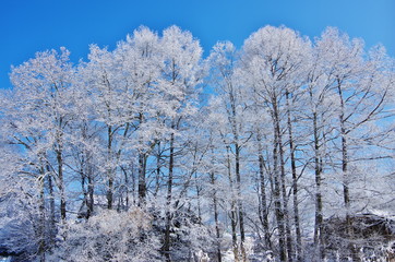 frozen grove of trees