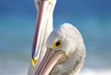 Pelican Portrait.