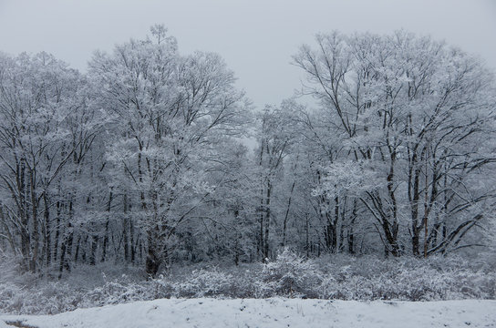 frozen frest