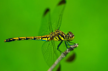 orange dragonfly