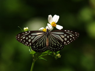 Swallowtail butterfly