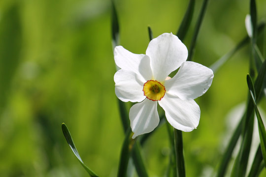 White flower of Poet's daffodil (Narcissus poeticus) on blurred green background