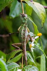 A lizard on a branch